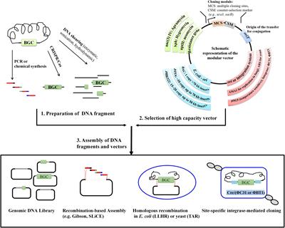 Recent Advances in Strategies for the Cloning of Natural Product Biosynthetic Gene Clusters